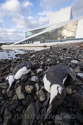 BB_20201107_0175 / Uria aalge / Lomvi