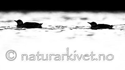 BB_20201107_0206 / Uria aalge / Lomvi