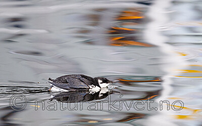 BB_20201107_0230 / Uria aalge / Lomvi