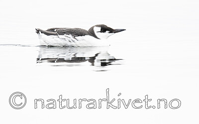 BB_20201108_0055 / Uria aalge / Lomvi