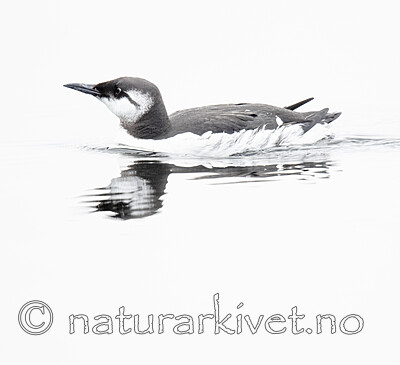 BB_20201108_0073 / Uria aalge / Lomvi