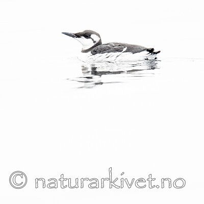 BB_20201108_0077 / Uria aalge / Lomvi