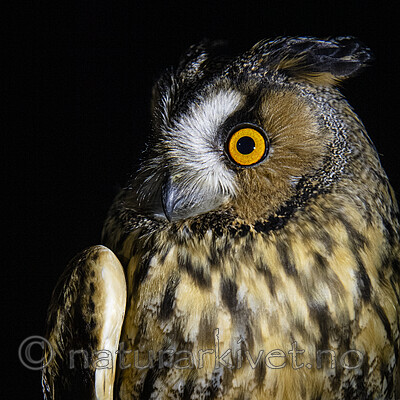 BB_20201121_0009 / Asio otus / Hornugle