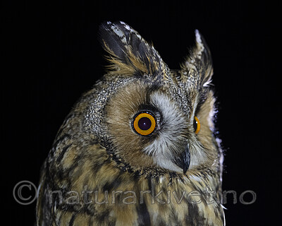 BB_20201121_0017 / Asio otus / Hornugle