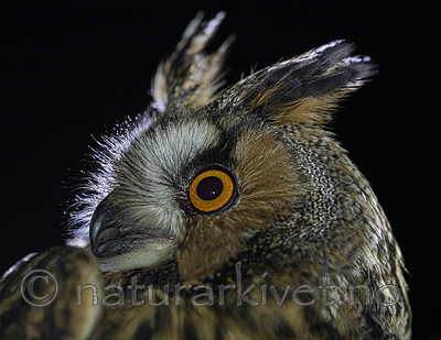 BB_20201121_0020 / Asio otus / Hornugle