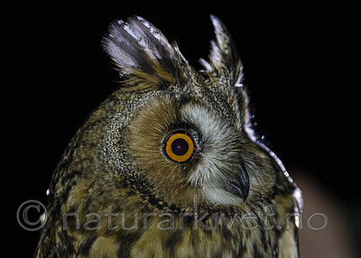 BB_20201121_0021 / Asio otus / Hornugle