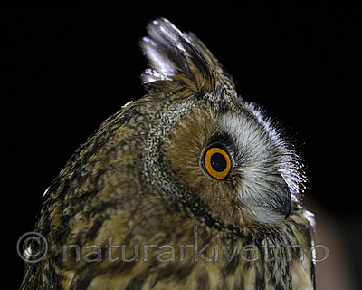 BB_20201121_0022 / Asio otus / Hornugle