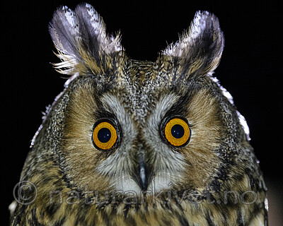 BB_20201121_0024 / Asio otus / Hornugle