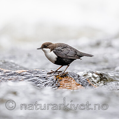 BB_20201125_0009 / Cinclus cinclus / Fossekall