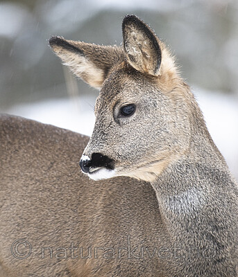 BB_20210118_0009 / Capreolus capreolus / Rådyr