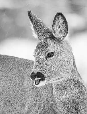 BB_20210118_0028- / Capreolus capreolus / Rådyr