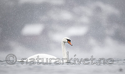 BB_20210215_0025 / Cygnus olor / Knoppsvane