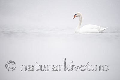 BB_20210215_0049 / Cygnus olor / Knoppsvane