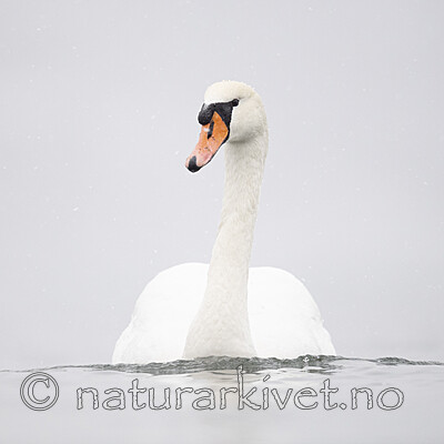 BB_20210215_0066 / Cygnus olor / Knoppsvane