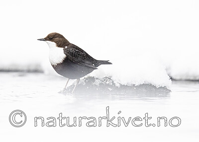 BB_20210217_0172 / Cinclus cinclus / Fossekall