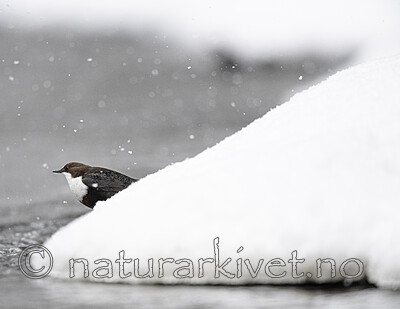 BB_20210217_0278 / Cinclus cinclus / Fossekall