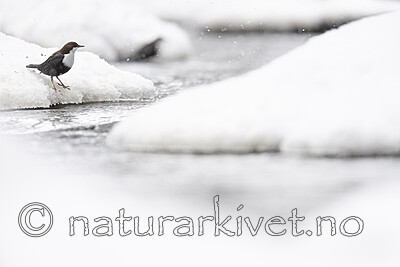 BB_20210217_0287 / Cinclus cinclus / Fossekall