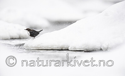 BB_20210217_0310 / Cinclus cinclus / Fossekall