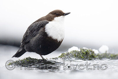 BB_20210217_0471 / Cinclus cinclus / Fossekall