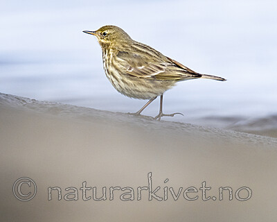 BB_20210314_0156 / Anthus petrosus / Skjærpiplerke