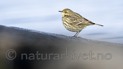 BB_20210314_0157 / Anthus petrosus / Skjærpiplerke