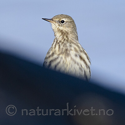BB_20210314_0176 / Anthus petrosus / Skjærpiplerke