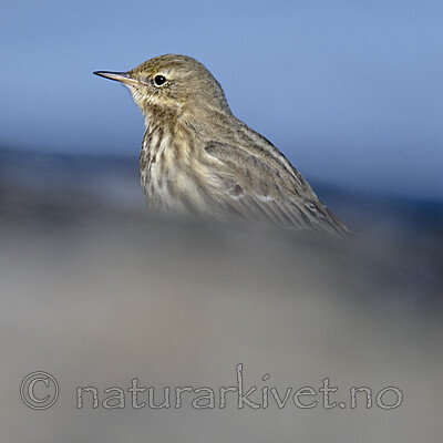 BB_20210314_0188 / Anthus petrosus / Skjærpiplerke