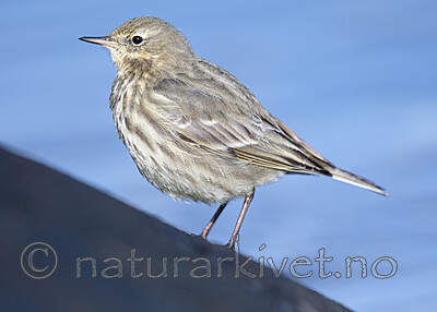 BB_20210314_0204 / Anthus petrosus / Skjærpiplerke