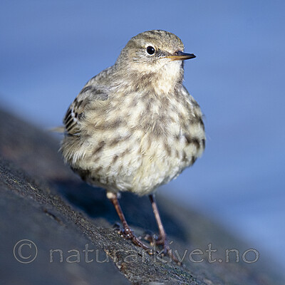 BB_20210314_0214 / Anthus petrosus / Skjærpiplerke