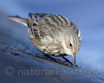 BB_20210314_0225 / Anthus petrosus / Skjærpiplerke