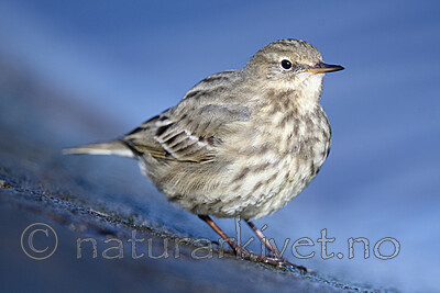 BB_20210314_0230 / Anthus petrosus / Skjærpiplerke
