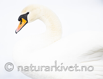 BB_20210319_0039 / Cygnus olor / Knoppsvane