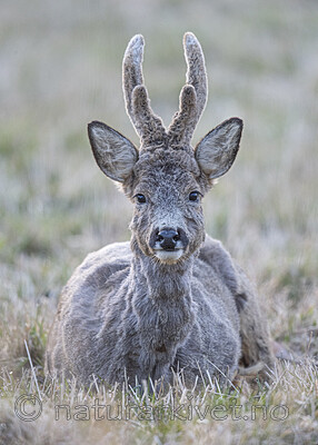 BB_20210416_0022 / Capreolus capreolus / Rådyr