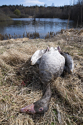 BB_20210429_0004 / Anser anser / Grågås