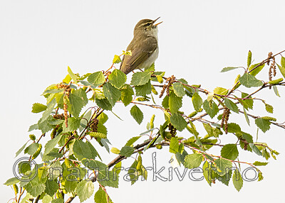 BB_20210620_0377 / Phylloscopus borealis / Lappsanger <br /> Sorex caecutiens / Lappspissmus