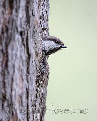 BB_20210622_0280 / Poecile cinctus / Lappmeis