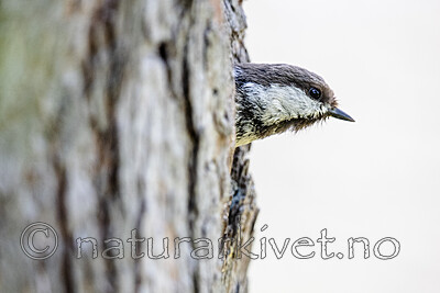 BB_20210622_0449 / Poecile cinctus / Lappmeis