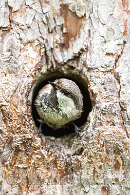 BB_20210622_0793 / Poecile cinctus / Lappmeis