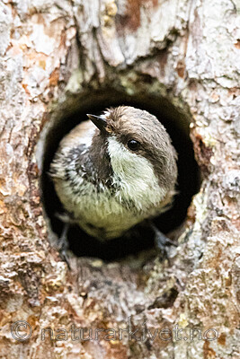 BB_20210622_0794 / Poecile cinctus / Lappmeis