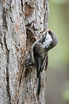 BB_20210622_0812 / Poecile cinctus / Lappmeis