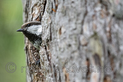 BB_20210622_0897 / Poecile cinctus / Lappmeis