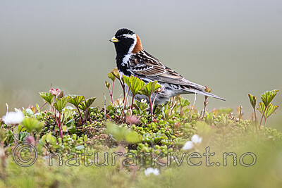 BB_20210624_0283 / Calcarius lapponicus / Lappspurv