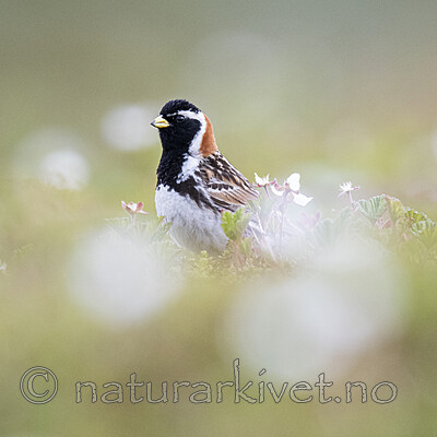 BB_20210624_0340 / Calcarius lapponicus / Lappspurv