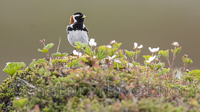 BB_20210624_0888 / Calcarius lapponicus / Lappspurv