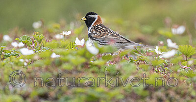 BB_20210624_0943 / Calcarius lapponicus / Lappspurv