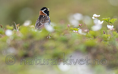 BB_20210624_0953 / Calcarius lapponicus / Lappspurv