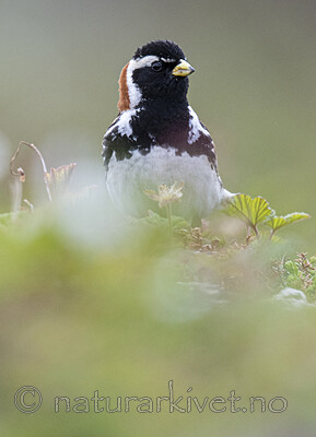 BB_20210624_0995 / Calcarius lapponicus / Lappspurv