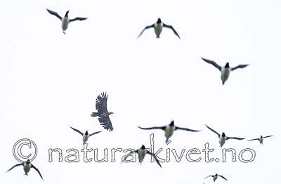 BB_20210624_1479 / Haliaeetus albicilla / Havørn <br /> Uria aalge / Lomvi