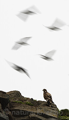 BB_20210624_1658 / Haliaeetus albicilla / Havørn