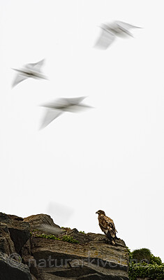 BB_20210624_1934 / Haliaeetus albicilla / Havørn